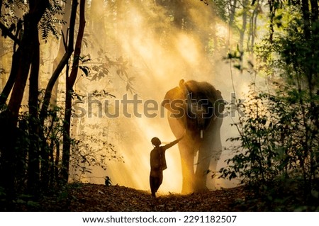 Silhouette of little boy stand and touch leg of elephant with sunlight shine through tree in forest in concept of good relationship between human and wildlife animal. Royalty-Free Stock Photo #2291182507