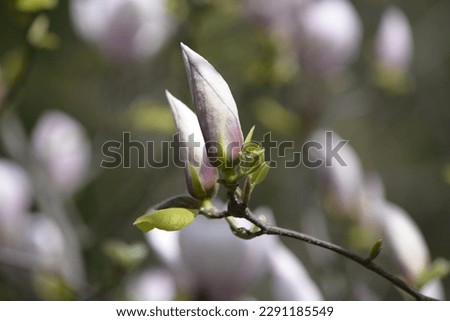In spring, magnolias bloomed in the botanical garden.