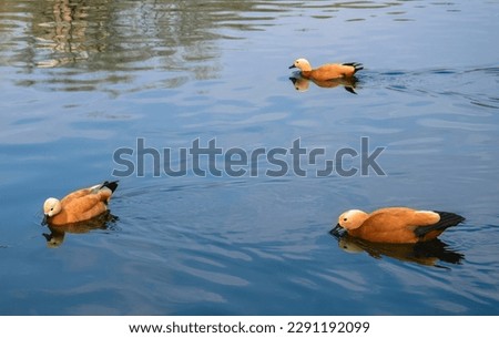 A flock of red ducks (Tadorna ferruginea) swims on the blue surface of the lake in search of prey. Close-up.