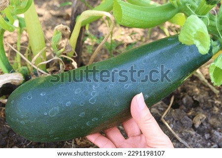 Hand Holding a Growth Zucchini in the Home Garden Royalty-Free Stock Photo #2291198107