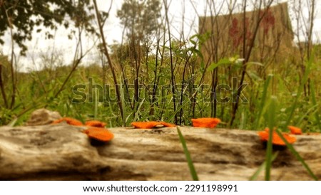 Beautiful background greenery nature pictures of small colorful mushrooms 