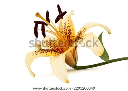 Big yellow flower of brindle lily, isolated on white background