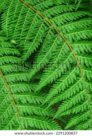 Closeup photography of beautiful green Filicopsida Plant