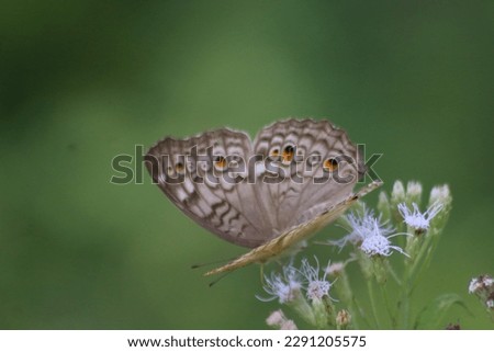 A view of the Junonia atlites butterfly, the Junonia atlites butterfly is from the leaves to the flowers in macro mode, Indonesia