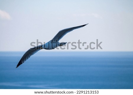 Minimalist photography of a seagull over the Mediterranean with the horizon in the Peñon de Ifach in Calpe, Spain
