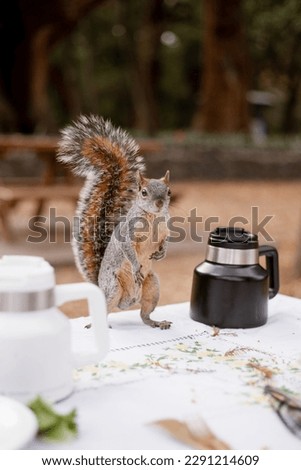 Squirrel on a picnic table