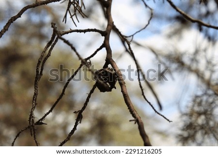 Detail of tree branch with depth of field.
