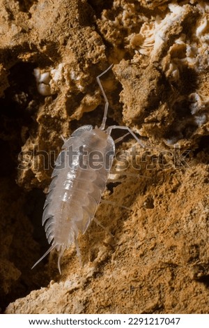 a blind insect in a dark cave triglobiont