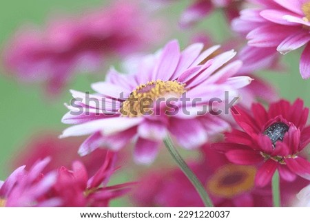 the chrysanthemum flower garden beautiful