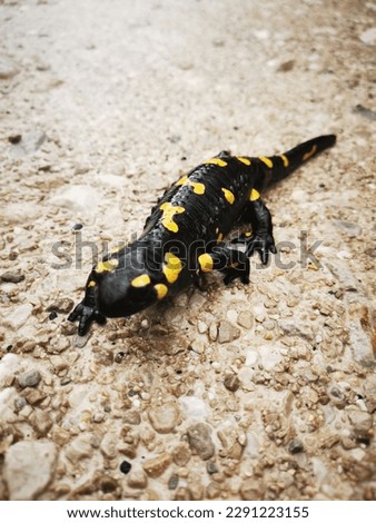 black and orange salamander walking