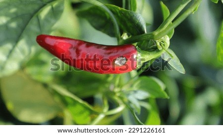 Red pepper anthracnose disease symptoms Royalty-Free Stock Photo #2291226161