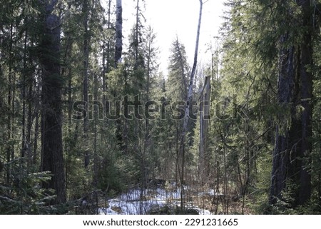 Old roads in a coniferous forest in mid-April
