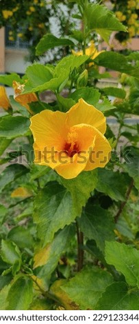 this is a yollow hibiscus flower literally so sweet. 