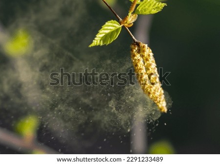 Birch pollen, blown up by the wind, is a strong allergen Royalty-Free Stock Photo #2291233489