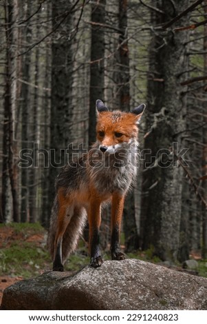 Beautiful Close Picture of a Fox