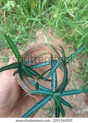 Natural closeup picture of Iramusu plant , Indian sarsaparilla, Scientific name: Hemidesmus indicus Sri lankan Herbal And Medicine Plant.
