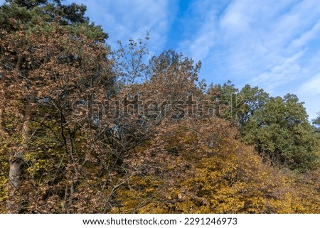 Mixed forest in the autumn season with different deciduous trees, foliage falling from trees during autumn leaf fall