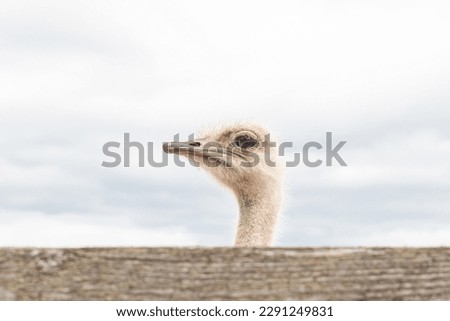 Ostrich. A large flightless bird. Animal themes.