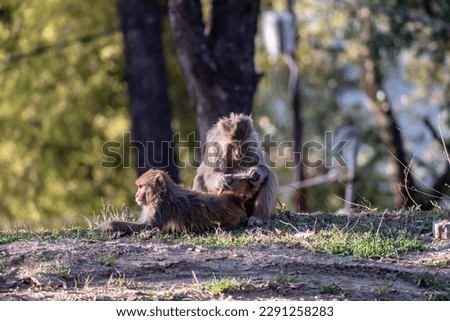 A monkey picking the lice off the body of another monkey in a forest around the Himalayan town of Almora in Uttarakhand.