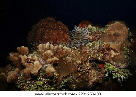 underwater marine life in cozumel mexico