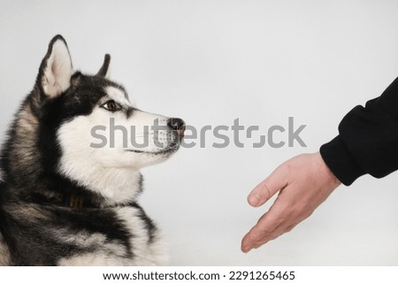 Black Siberian Husky boy eating treats on a white background