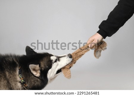 Black Siberian Husky boy with a toy on a white background