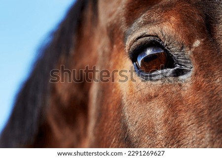 Close up a Horse's Eye