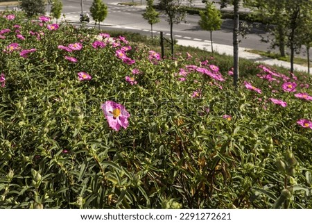 Hillside of an urban park lined with scented rockrose plants in bloom