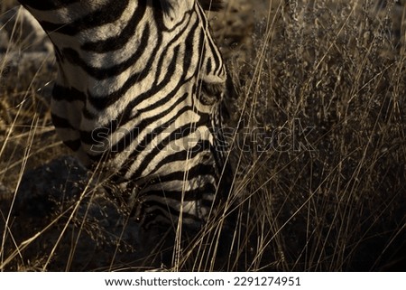 A zebra that is currently eating on the grass. This photo was taken in Namibia, Africa.