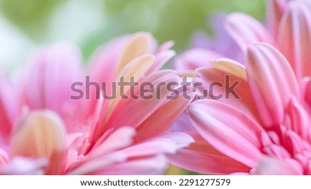 Widescreen image of two pink and yellow daisies.