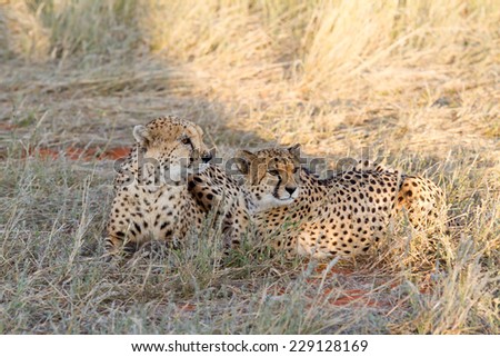 Cheetah in the savannah, Namibia