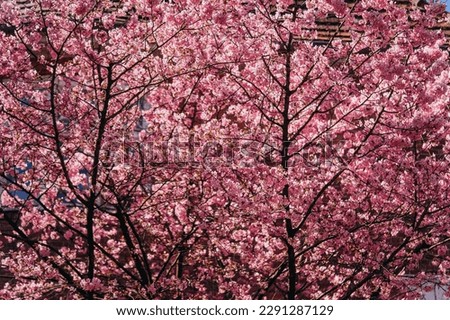 Sakura. Blooming cherry. Red flowers on the tree.