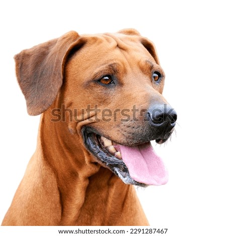 Portrait of happy brown dog with sticking out tongue isolated on white background Rhodesian ridgeback dog Royalty-Free Stock Photo #2291287467