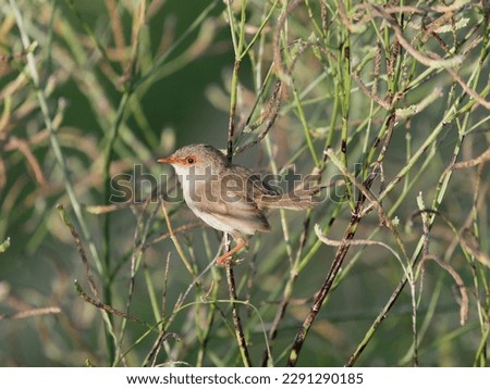 Female Superb Fairywren (Malurus cyaneus) perched in dense green weeds with out of focus green background at Maitland New South Wales Australia