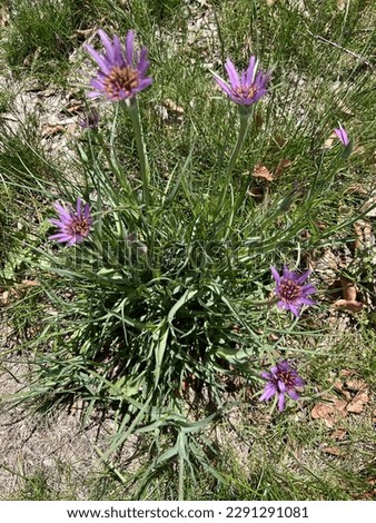 Purple Salsify, Tragopogon porrifolius, wild also cultivated for showy flower head and edible root, tall herb with linear leaves with sheathing leaf bases. Royalty-Free Stock Photo #2291291081
