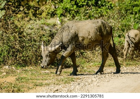 rhinoceros in wild, beautiful photo digital picture