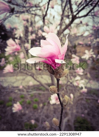 spring pink magnolia flower nature art