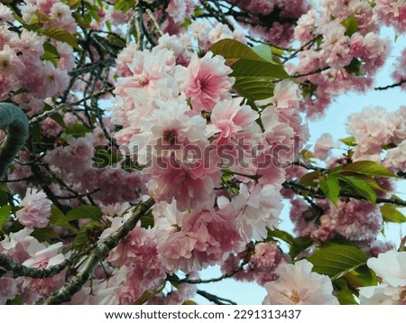 japanese cherry blossom tree in New Jersey park spring season