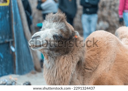 cute camels in Hunder village at the Leh district of Ladakh, India famous for Sand dunes, Bactrian camels. Royalty-Free Stock Photo #2291324437