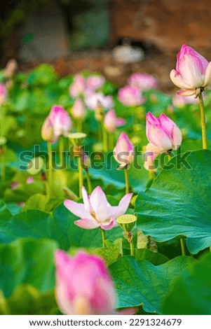 The panorama of lotus ponds in peaceful and quiet countryside. This is the flower of the Buddha and is useful for human food. Zen garden