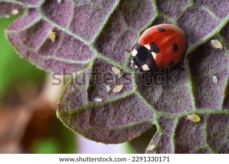 Macro shot of red ladybug and aphids on garden plant leaf Royalty-Free Stock Photo #2291330171