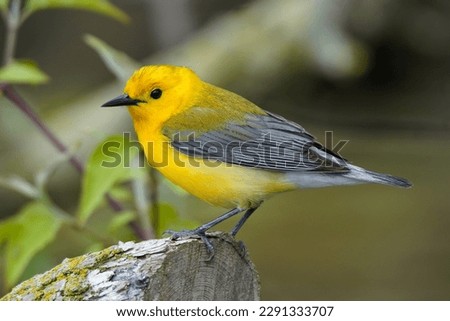 Male Prothonotary Warbler on a branch  Royalty-Free Stock Photo #2291333707