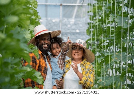 farmer family holding watering hose to watering green melon with afro hair daughter in plantation greenhouse at sunset light. Woman farmer gardening melon plant in plantation greenhouse