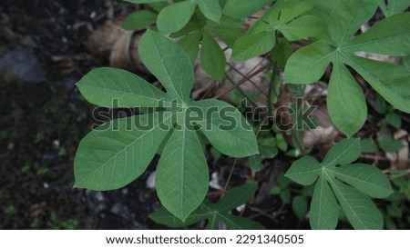 Cassava,  sweet potato sampa or french sweet potato, is an annual tropical and subtropical shrub of the Euphorbiaceae tribe. Manihot esculenta. 