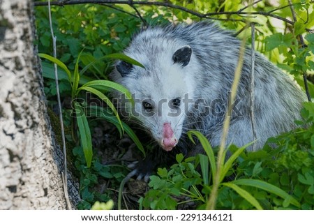 The Virginia opossum (Didelphis virginiana).