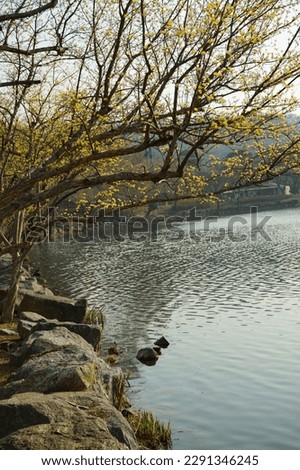 Beautiful  spring tree with lake side view in the park