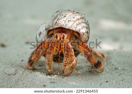 Hermit Crab in the Seychelles Royalty-Free Stock Photo #2291346455