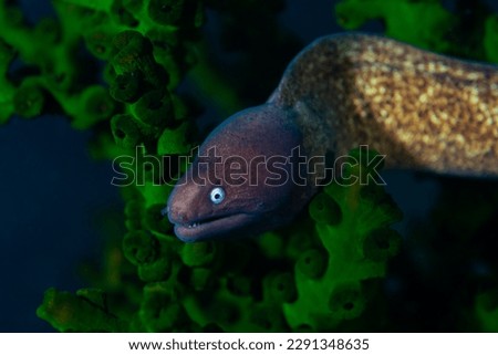 A yellow grey juvenile moray eel amongst green corals Royalty-Free Stock Photo #2291348635