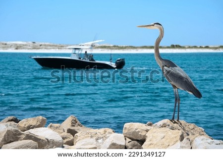 Great Blue Heron with boat in the background in Florida Royalty-Free Stock Photo #2291349127