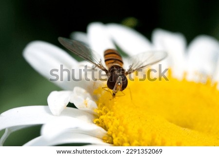 Honeybee pollination on a flower
